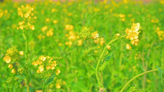 春天油菜花海实拍