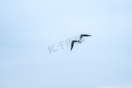 动物白天一只海鸥蓝天飞翔摄影图配图