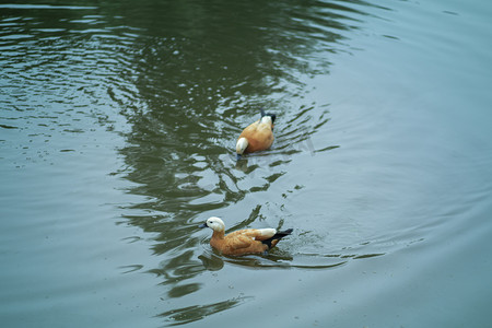 湖里戏水的鸭子下午鸭子公园无摄影图配图