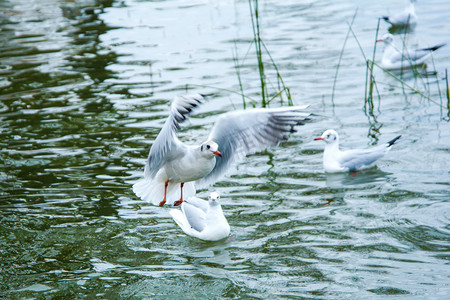 动物白天海鸥水面飞翔摄影图配图