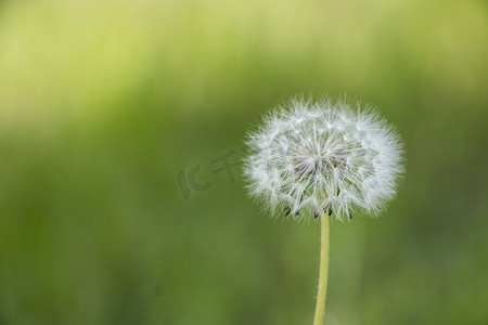 春天清新风景绿色摄影照片_绿色植物白天蒲公英室外特写摄影图配图