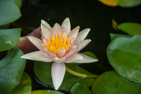 大暑大气摄影照片_夏天花朵荷花池塘盛开摄影图配图