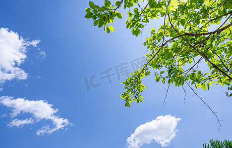 天空摄影照片_夏天风光午后蓝天白云下的枝叶户外树叶繁茂生长摄影图配图