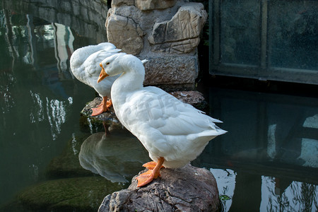 白天鹅站立摄影照片_动物白天白天鹅水中的石头站立摄影图配图