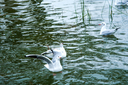 动物白天海鸥水中游泳摄影图配图