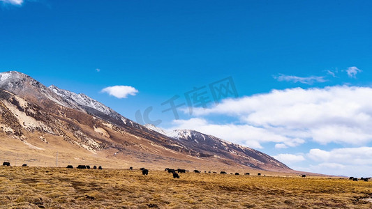 西藏旅行摄影照片_川西高原牦牛放牧自由吃草祖国山河祖国风光风景