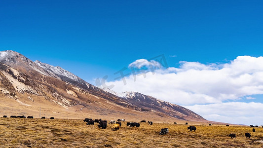川西高原牦牛放牧自由吃草祖国山河祖国风光白云风景