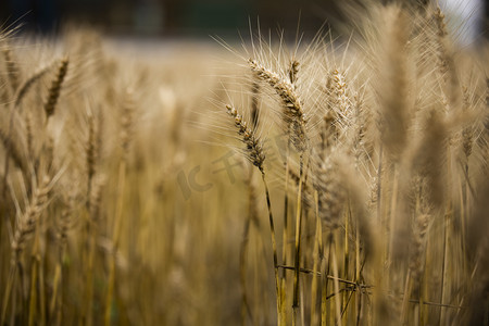小麦傍晚小麦麦田走在麦田里摄影图配图