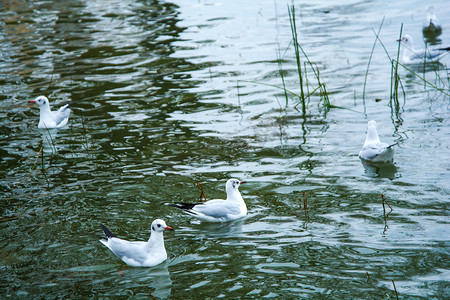 动物白天海鸥水中玩耍摄影图配图