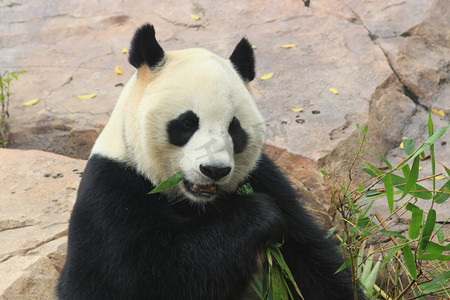 vary竹子贴图摄影照片_动物园下午大熊猫户外吃竹子摄影图配图