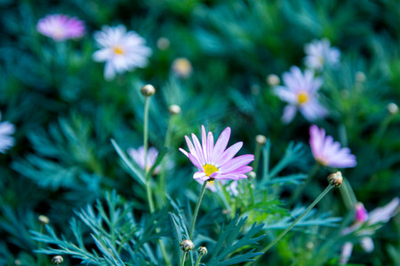 植物白天小雏菊花丛中盛开摄影图配图