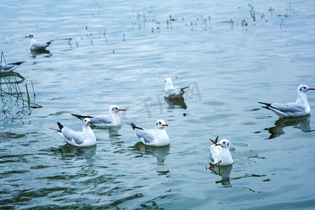 动物白天一群海鸥水中停留摄影图配图