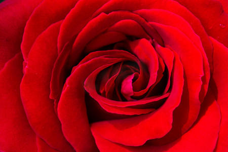 520am素材摄影照片_植物白天玫瑰花花朵绽放摄影图配图