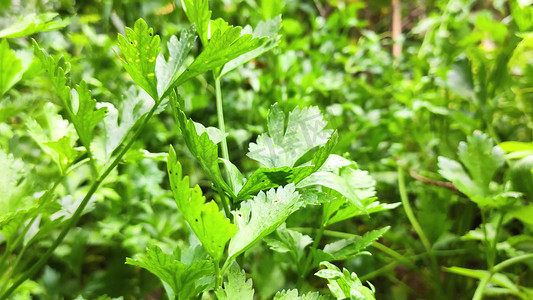 地里生长旺盛的芹菜高清实拍