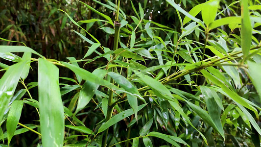 高清实拍雨后嫩绿的竹叶