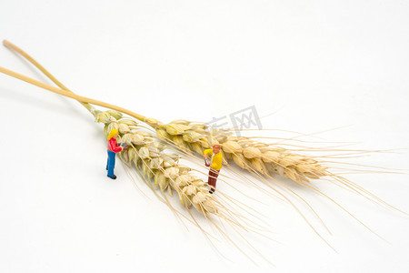 小麦麦穗摄影照片_芒种节气夏季小人室外研究麦穗摄影图配图