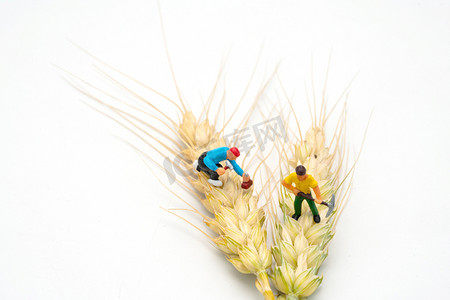 芒种夏至夏季小人模型室外打理麦穗摄影图配图