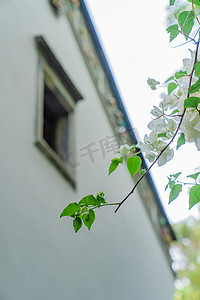 夏天出行摄影照片清新夏日出游复古建筑花枝植物摄影图配图