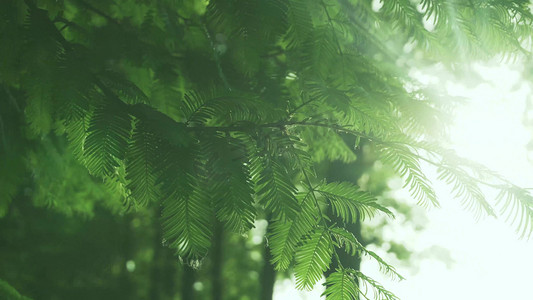 阳光植物摄影照片_夏日通透阳光光晕绿植实拍