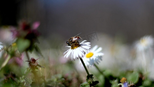 实拍唯美白色小雏菊蜜蜂采蜜