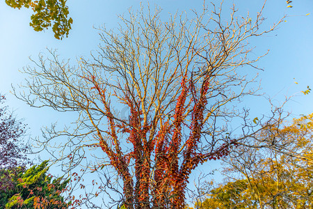 秋天清晨树木公园旅游摄影图配图