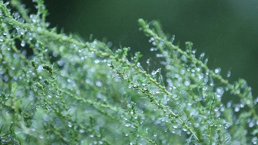 唯美高清实拍之微风中带水珠的野草