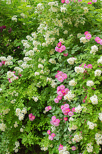 植物夏天蔷薇户外绽放摄影图配图