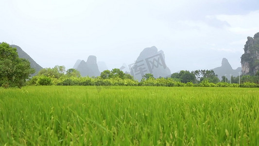 喀斯特地貌摄影照片_喀斯特地貌山脚下大风吹动稻穗