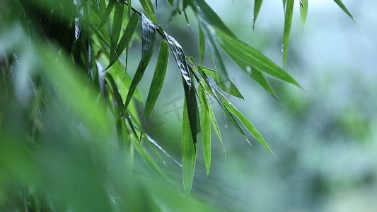唯美高清实拍 之微风中的竹叶飞舞