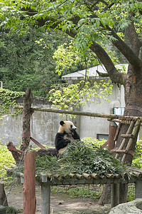 国宝憨厚动物大熊猫吃竹子摄影图配图