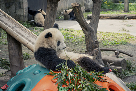 可爱国宝动物大熊猫特写摄影图配图