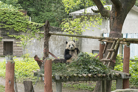 哺乳动物可爱大熊猫特写摄影图配图