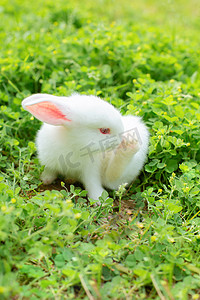 可爱萌宠兔子摄影照片_动物午后兔子草地擦脚摄影图配图