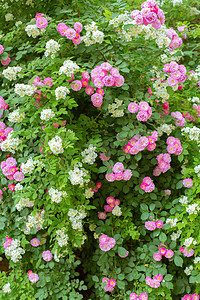 植物夏天蔷薇户外盛开摄影图配图