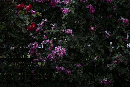 缤纷摄影照片_月季下午月季花花园开放摄影图配图