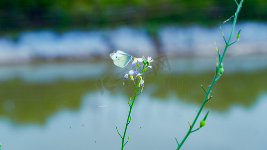 野花上的蝴蝶初夏白色蝴蝶水边野草闲花停留摄影图配图