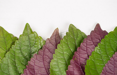 纯绿色背景摄影照片_蔬菜夏季紫苏叶白背景排列摄影图配图