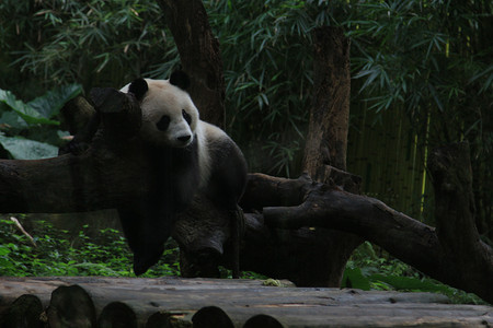 科普摄影照片_动物园阴天大熊猫树上睡觉摄影图配图