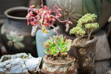 多肉植物下午植物室外无摄影图配图