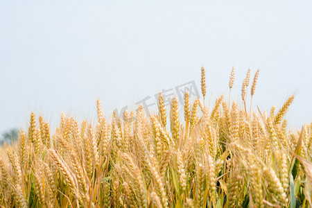 农业白天小麦麦田里生长摄影图配图