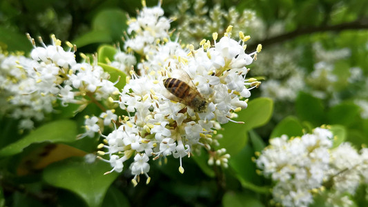 实拍春天勤劳的小蜜蜂采蜜 