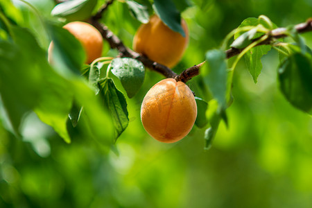 美食白天玉杏杏树上生长摄影图配图