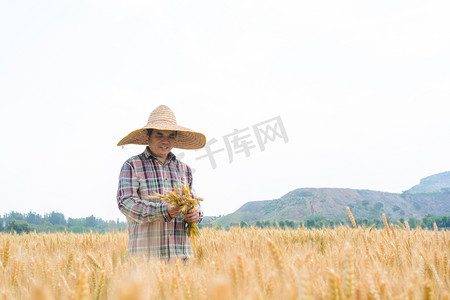 芒种白天一个农民麦田拿着麦子摄影图配图