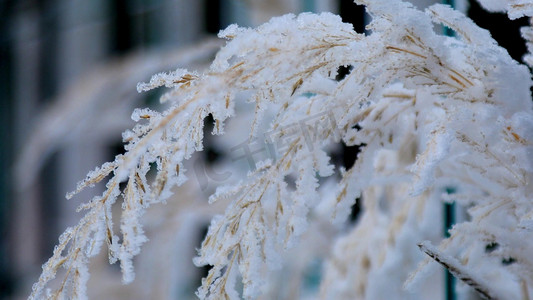 小雪印章摄影照片_冬天唯美特写雪挂在树枝镜头