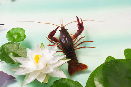 静物美食龙虾新鲜龙虾健康生活方式摄影图配图