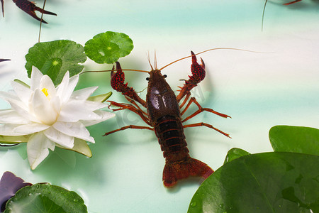 活虾摄影照片_美食夏季基围虾虾尾龙虾摄影图配图