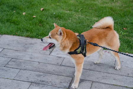 领养狗狗摄影照片_柴犬狗狗宠物动物萌宠摄影图配图