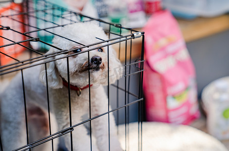 宠物犬泰迪小狗萌宠动物摄影图配图