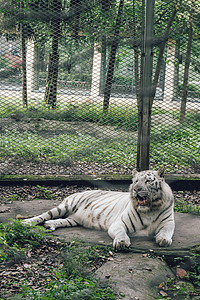 青龙白虎图摄影照片_一直慵懒的休憩的珍稀动物白虎摄影图配图