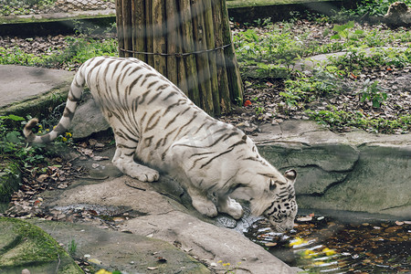 老虎毛发摄影照片_动物园珍稀动物白虎正在饮水摄影图配图